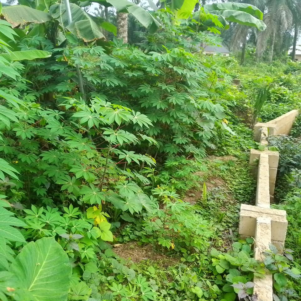 Land for sale Obio Ibiet off Ikot Okoro road, Abak Akwa Ibom State