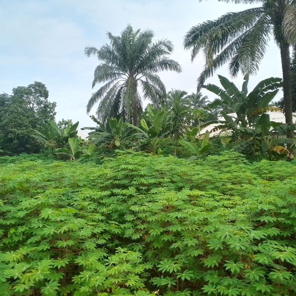 Land for sale Obio Ibiet off Ikot Okoro road, Abak Akwa Ibom State