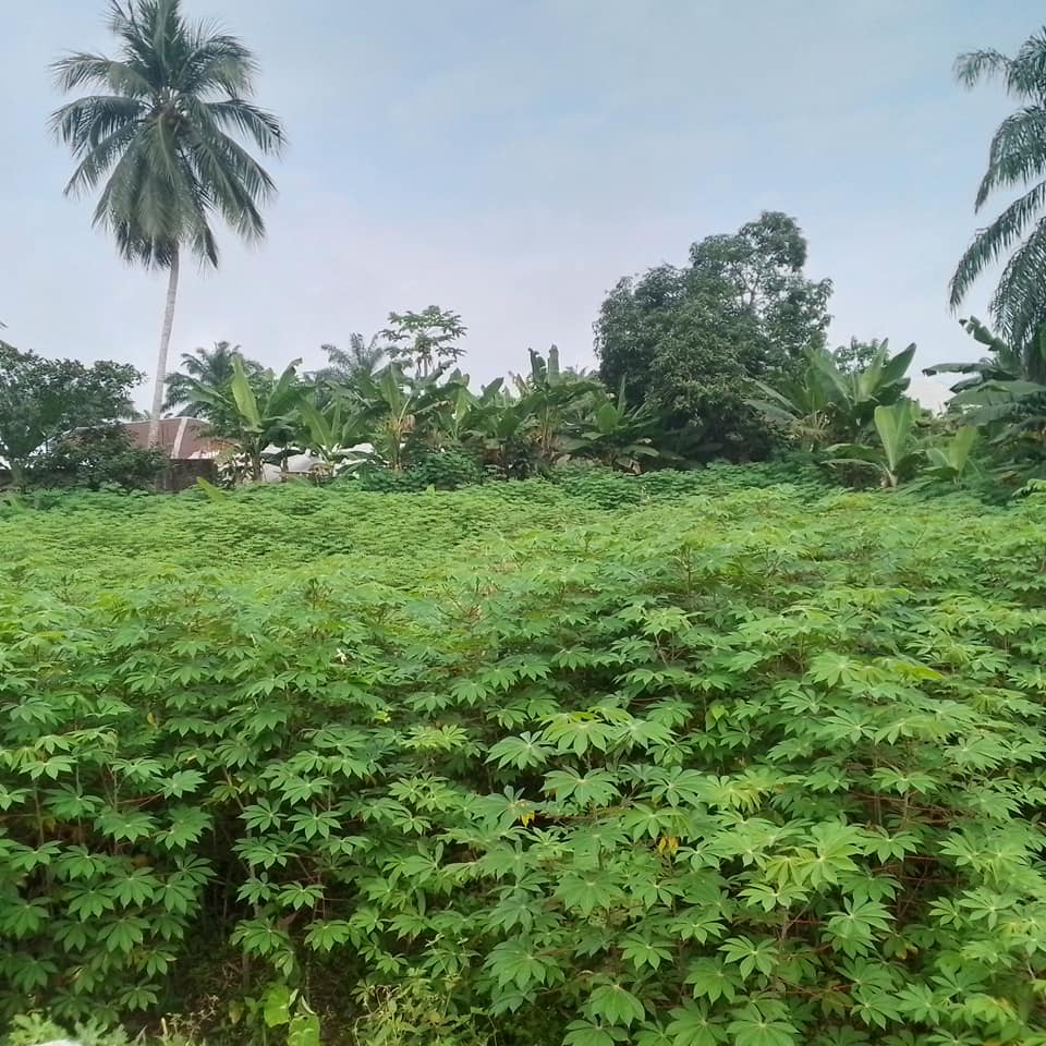 Land for sale Obio Ibiet off Ikot Okoro road, Abak Akwa Ibom State