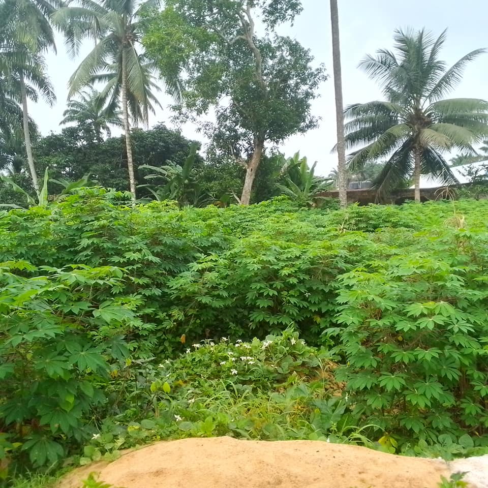Land for sale Obio Ibiet off Ikot Okoro road, Abak Akwa Ibom State